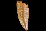 Serrated, Raptor Tooth - Real Dinosaur Tooth #85238-1
